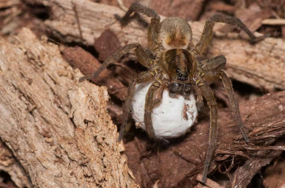 Ways to Prevent Spiders From Laying Eggs in the House