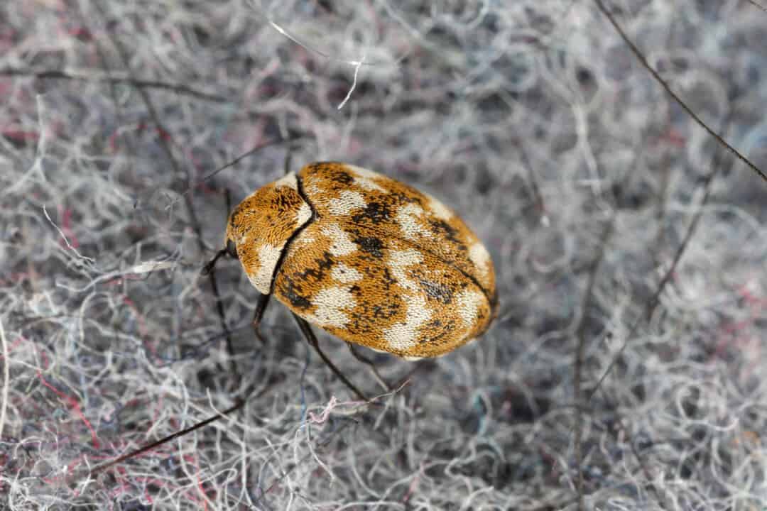 What Attracts Carpet Beetles to Live in Beds