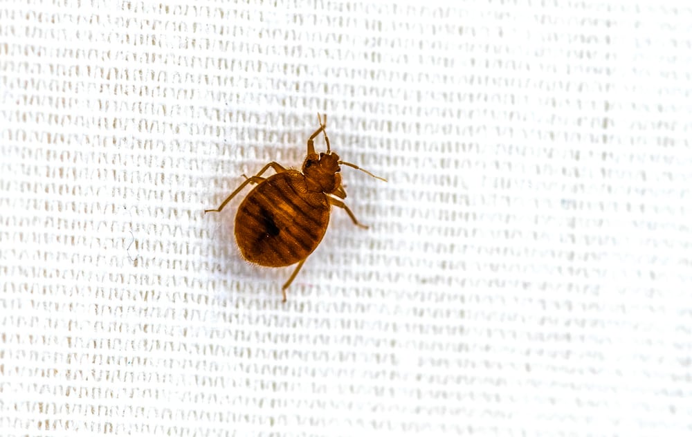 What Do Bed Bugs Hate? (Effective And Safe Ways To Get Rid Of Them)