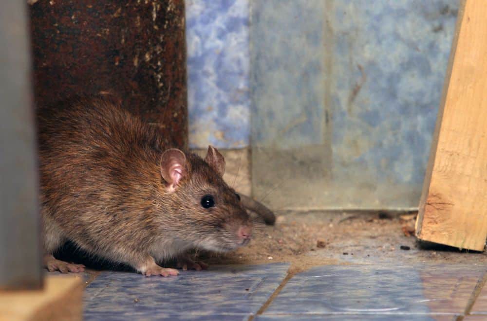 What To Do If You Find A Rat’s Nest