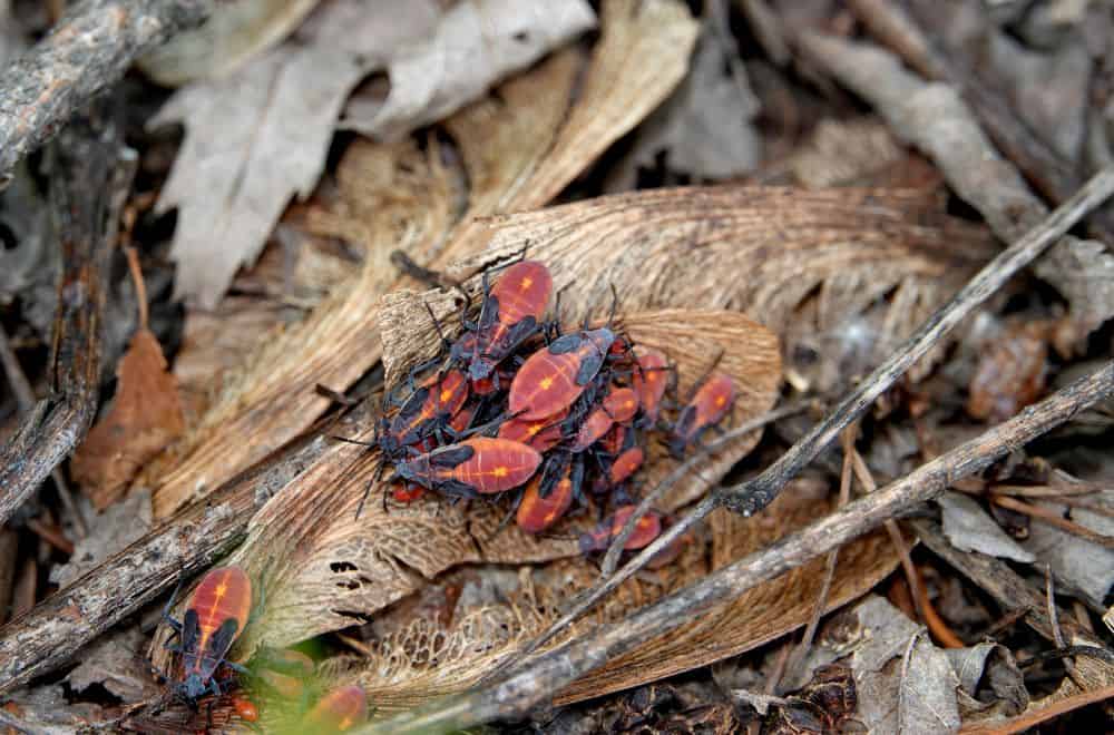 What are boxelder bugs