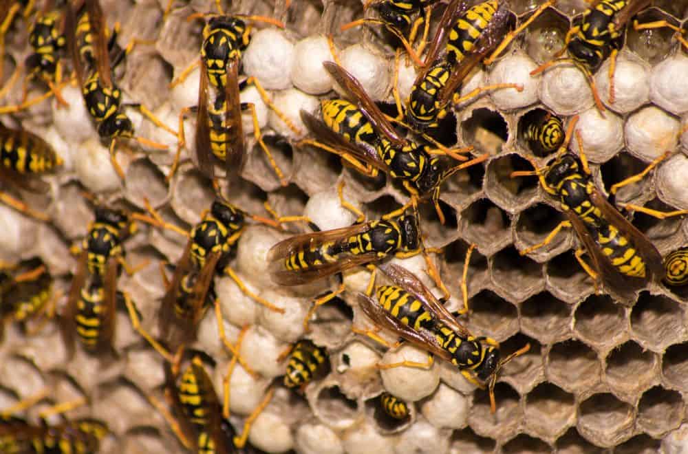 What attracts wasps to build nests