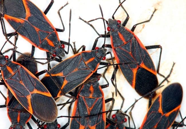 What to do about boxelder bugs inside