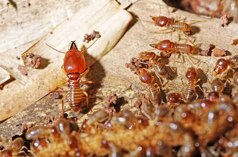 What’s the difference between ants and termites