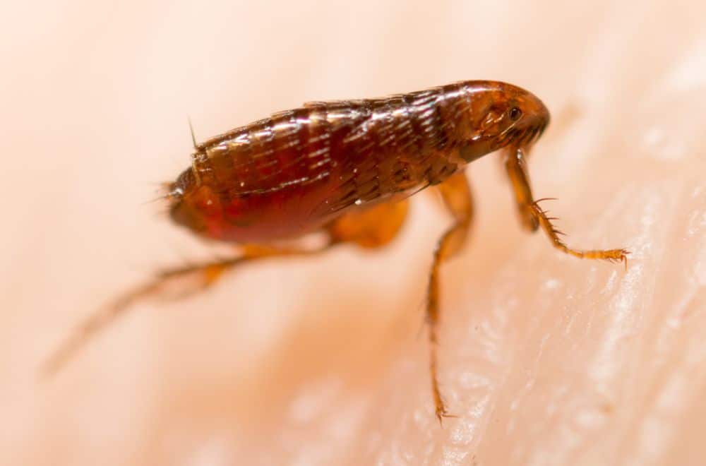Where do fleas come from