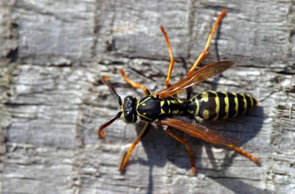 Why Do You Have Wasps in Your Loft but No Nest? (Identify & Eliminate)