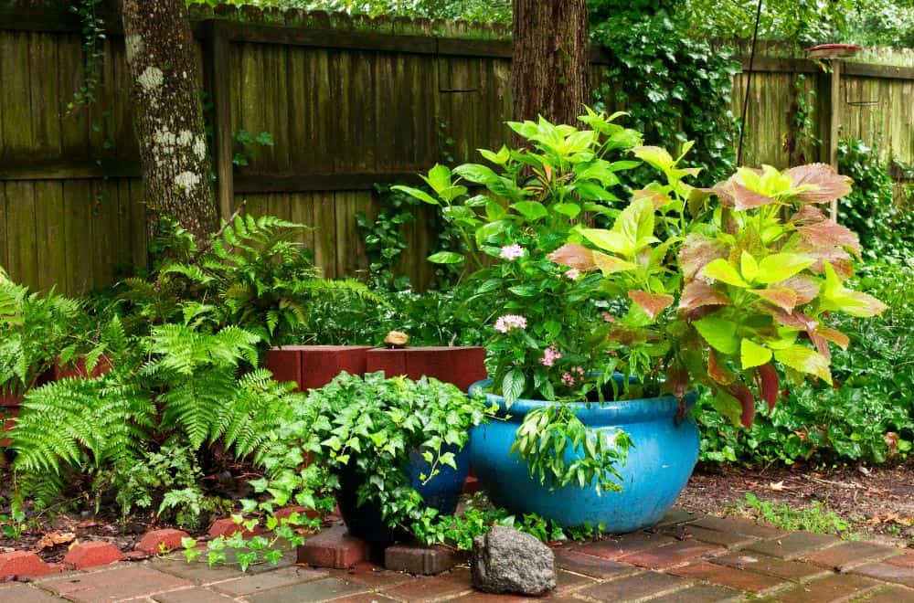 Why Potted Plants Attract Ants