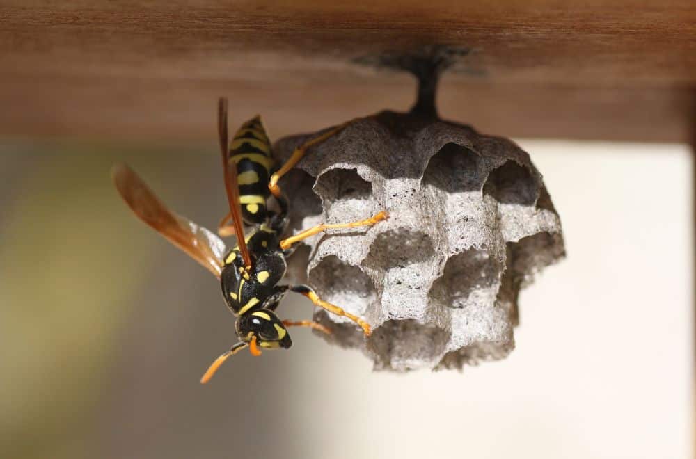Why do Wasps Keep Coming Back? (8 Ways to Stop)