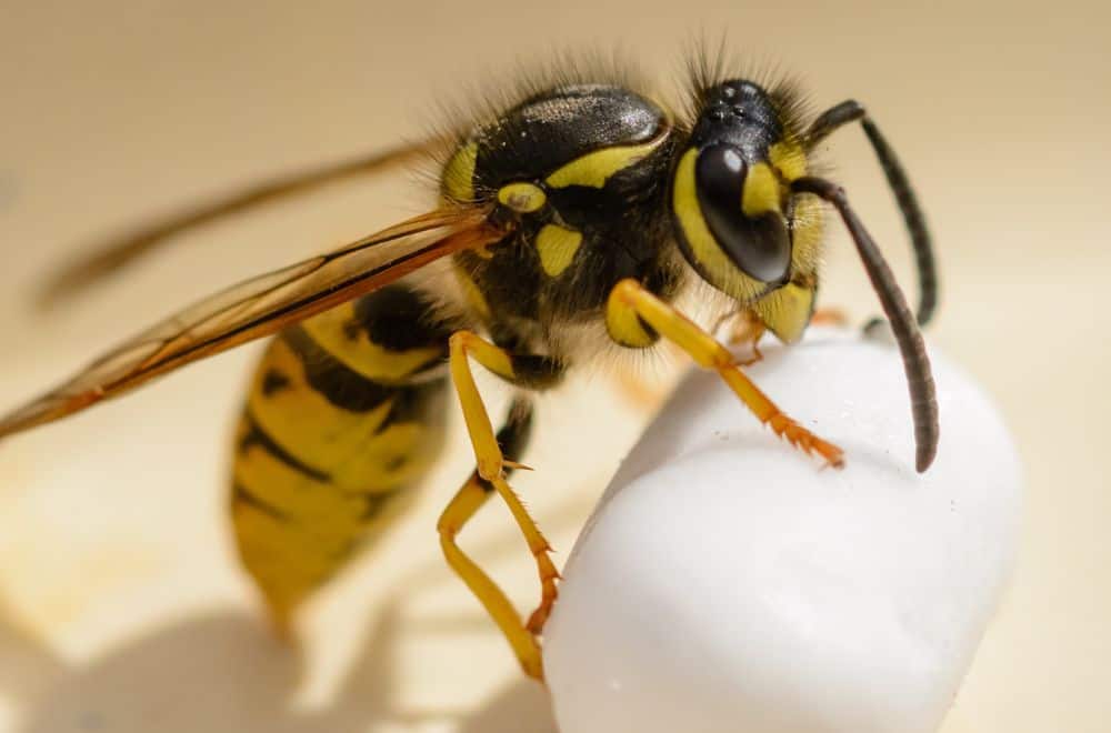 Why do Wasps Keep Coming Back