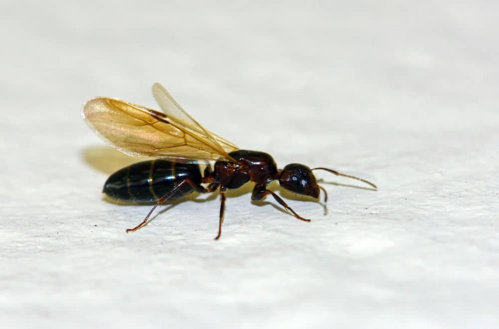 Winged ants (Alates)
