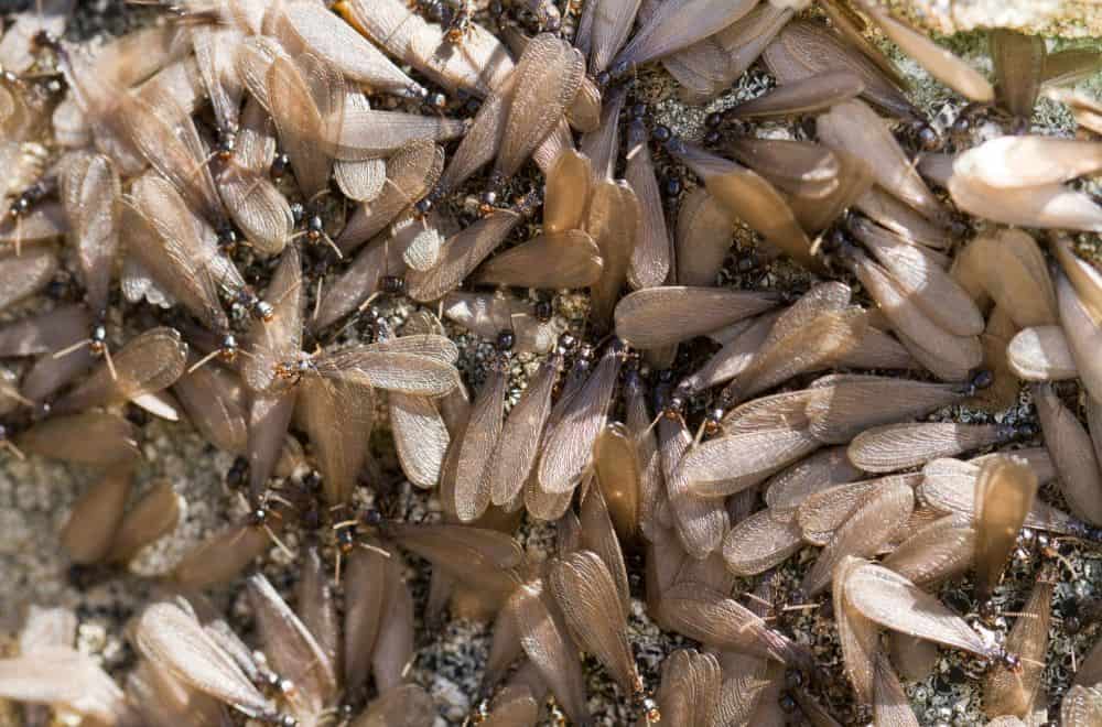 Winged termites (Swarmers, Alates)