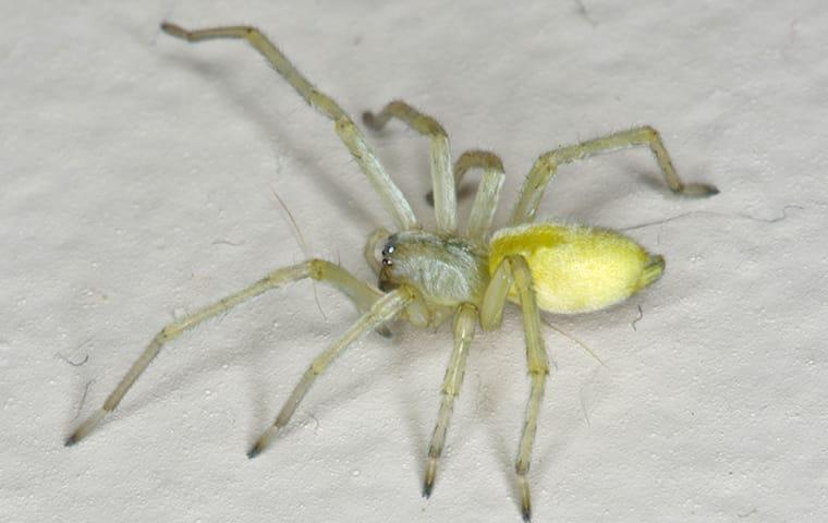 Yellow Sac Spiders/White Sac Spiders