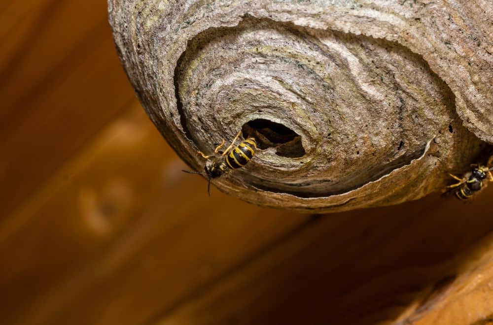 how to stop wasps from coming back