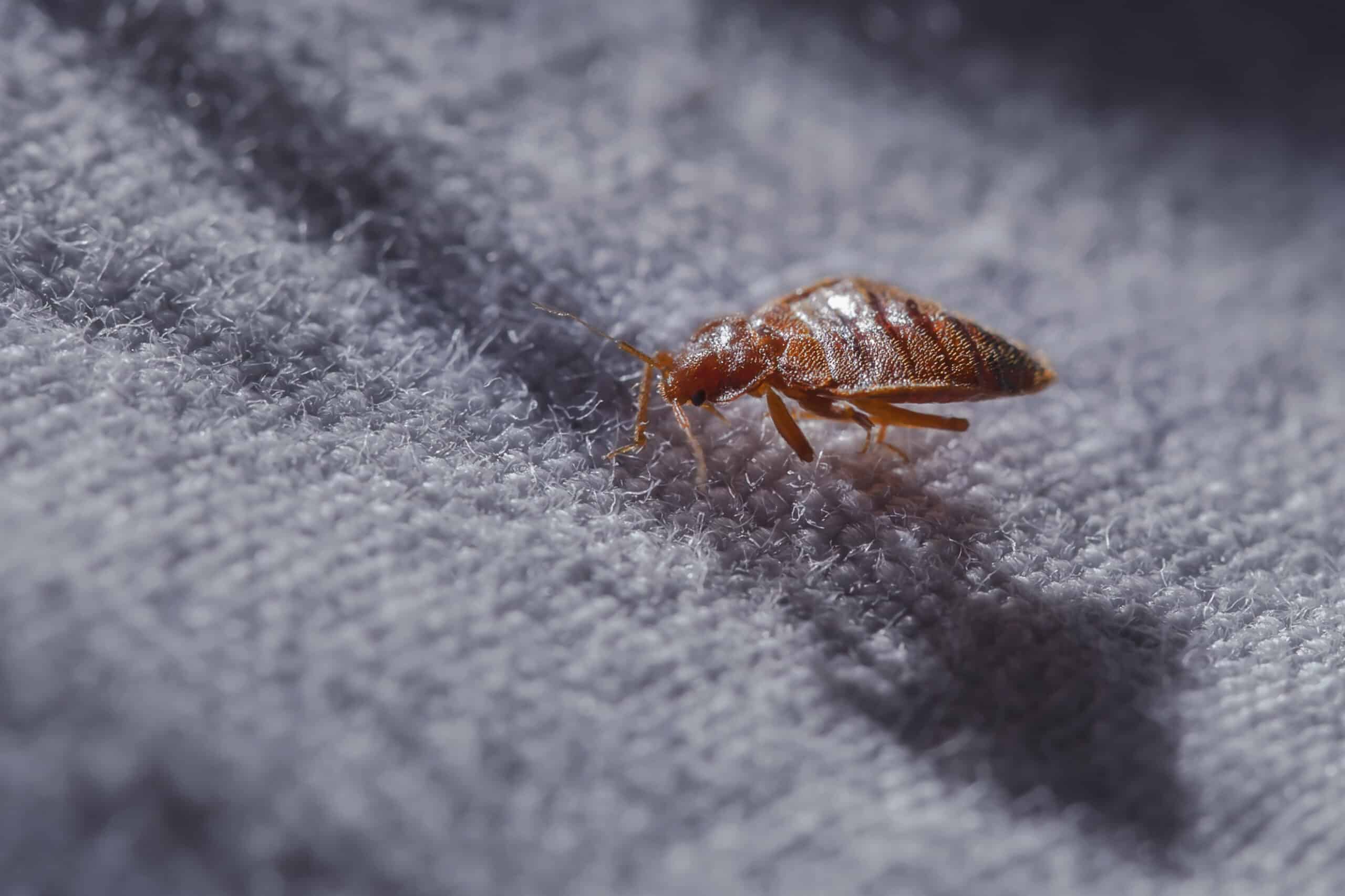 Does Bed Bugs Spread? (And How To Prevent The Spread)