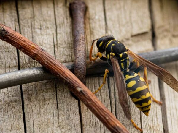 How Did Wasps Get Into My House When No Windows Are Open? (With Prevention)