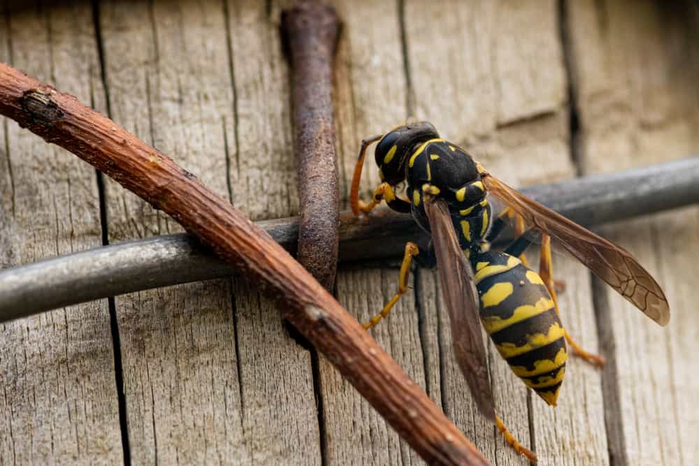 How Did Wasps Get Into My House When No Windows Are Open? (With Prevention)