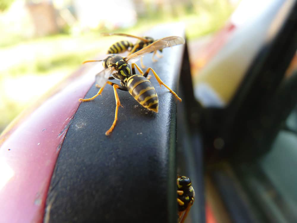why your car attracts wasps