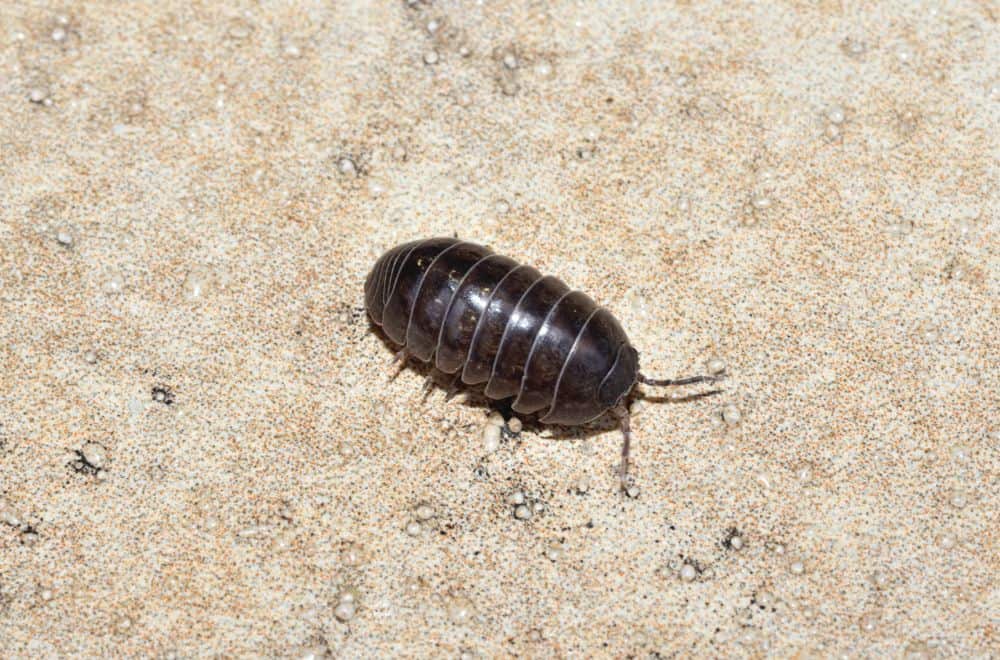 16 Common House Bugs in Texas