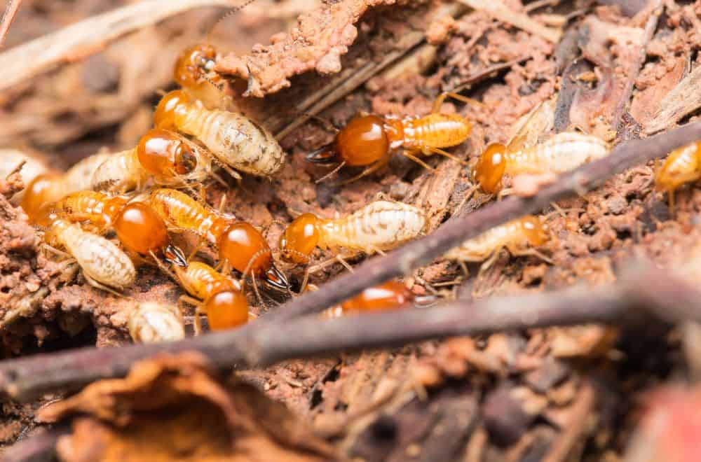 4 Ways to Get Rid of Termites in Your Yard