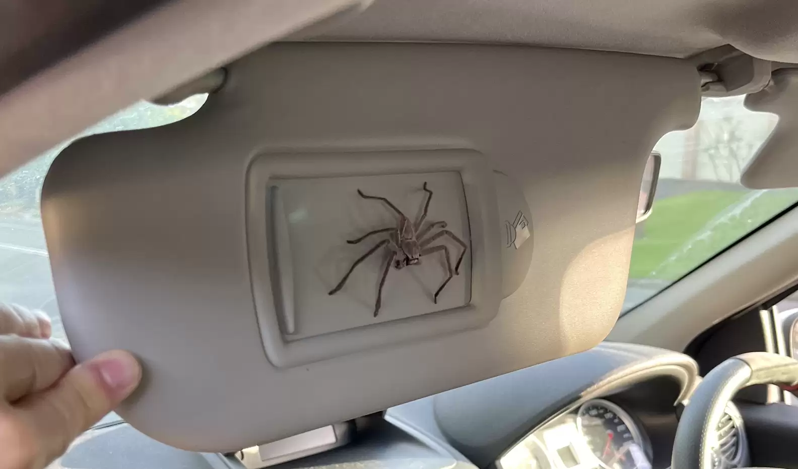 5 Ways to Get Rid of Spiders in Your Car