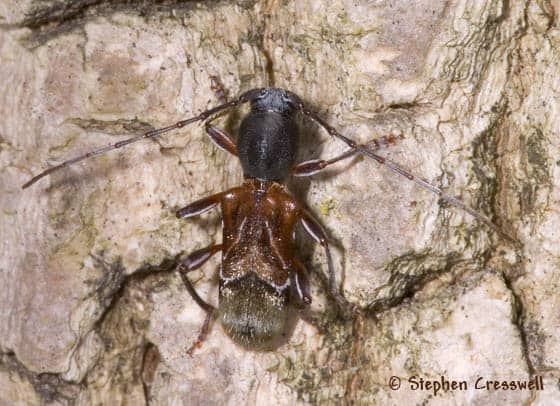 Ant-like Longhorn beetle