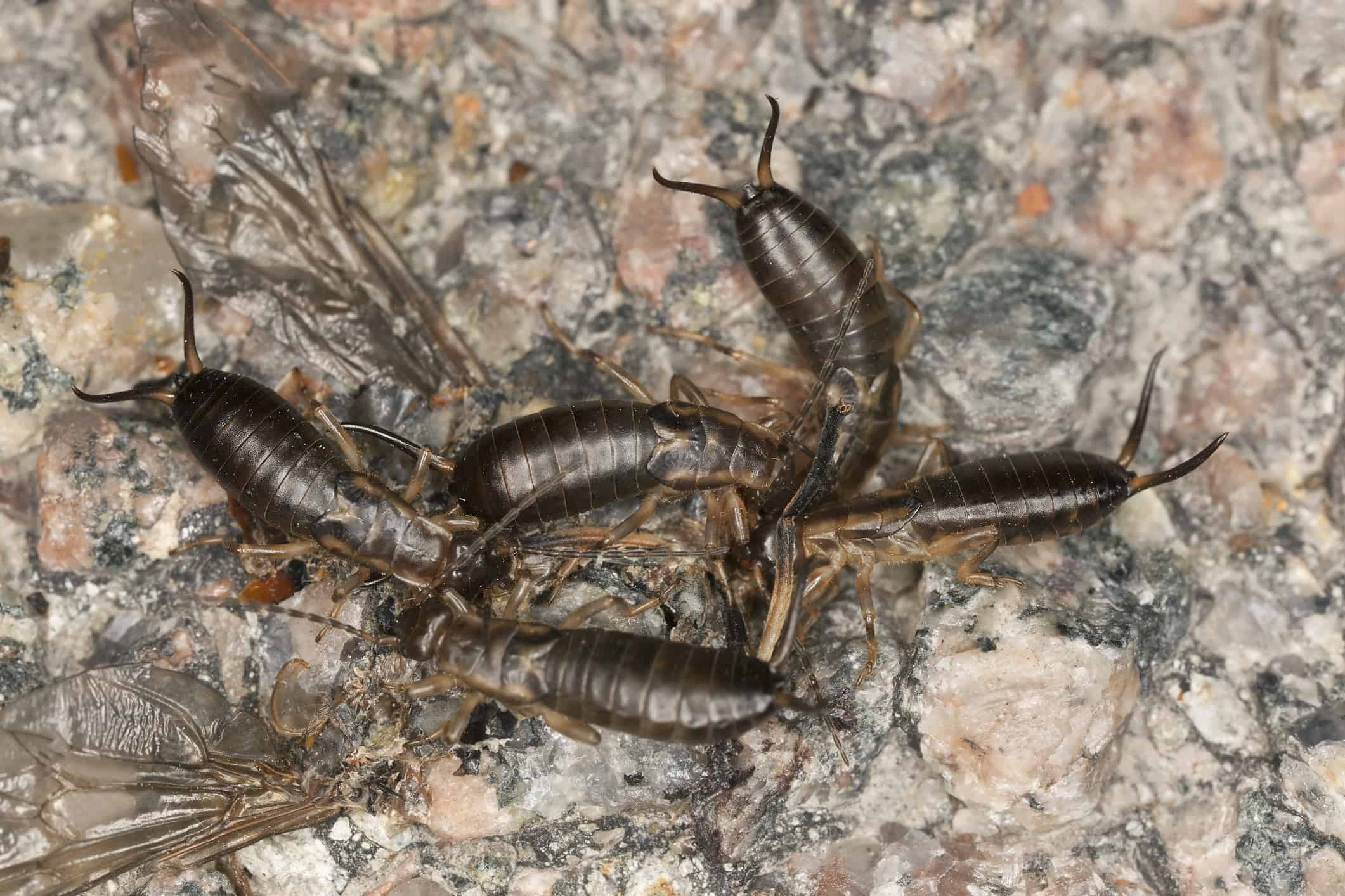 How Can I Tell If I Have an Earwig Infestation?