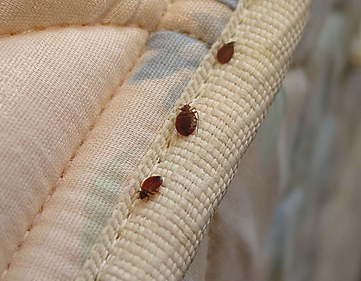 How Can You Tell If You Have a Bed Bug Infestation?