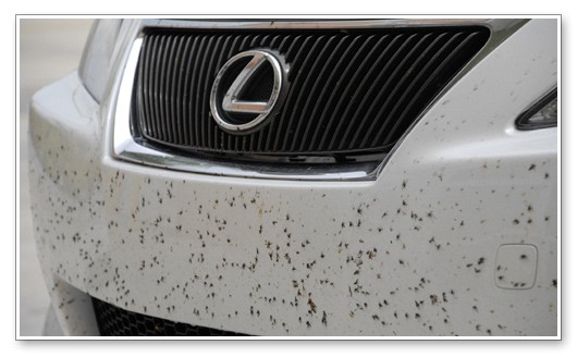 How bad is a carpet beetle infestation in a car?