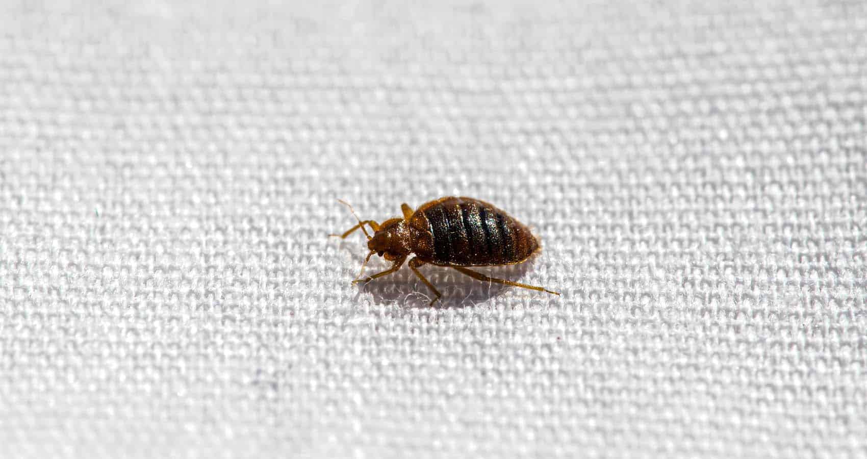 How did bed bugs get in my house?