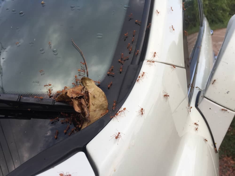 How To Get Rid Of Bugs In Your Car (Fast And Easy)