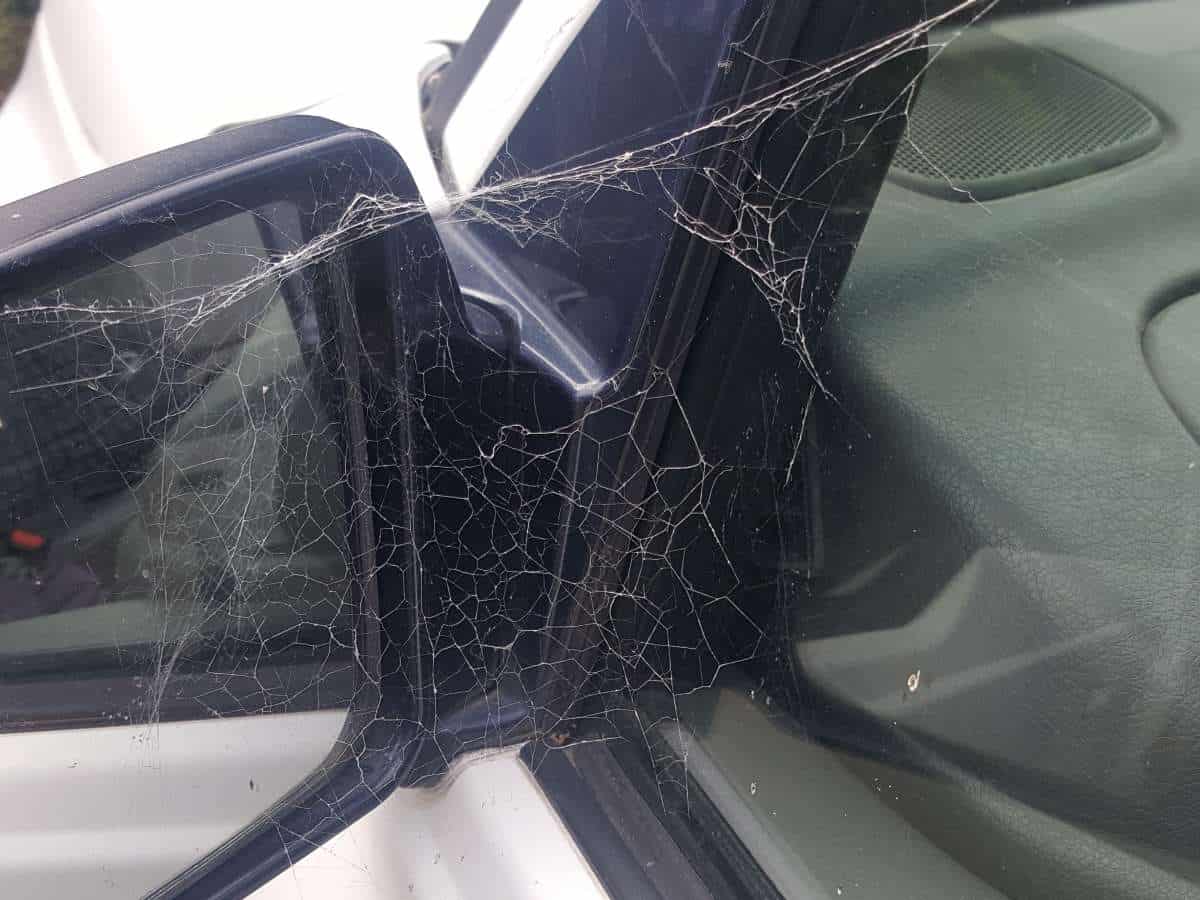 Make Your Car Less Attractive to Spiders