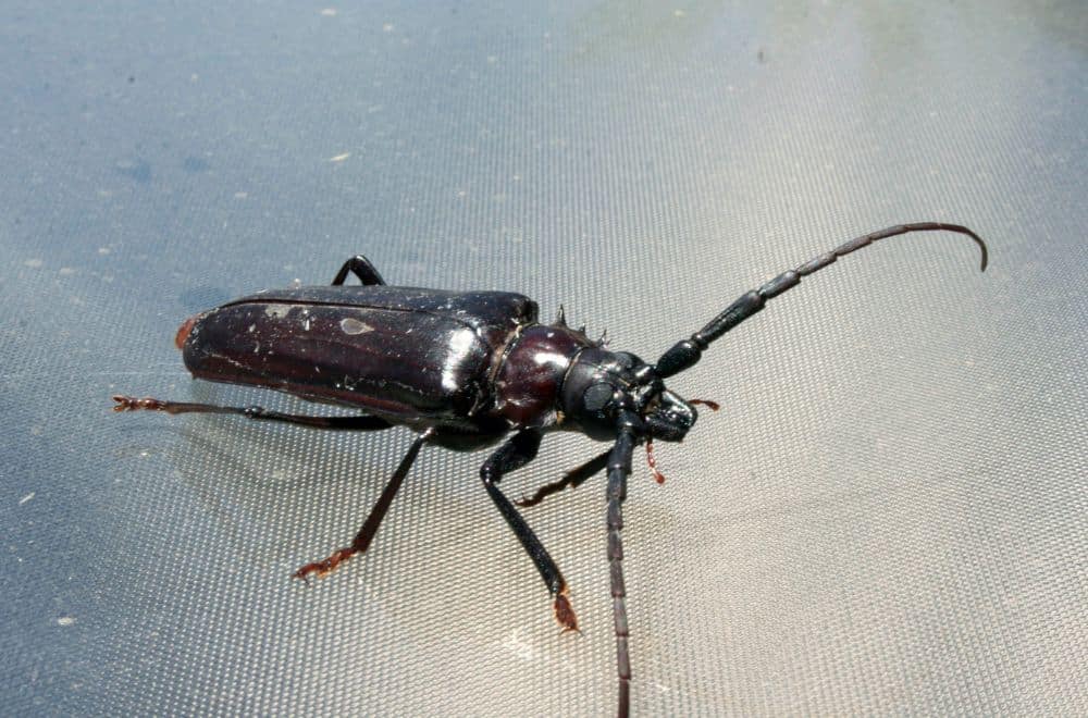 Palo Verde beetles