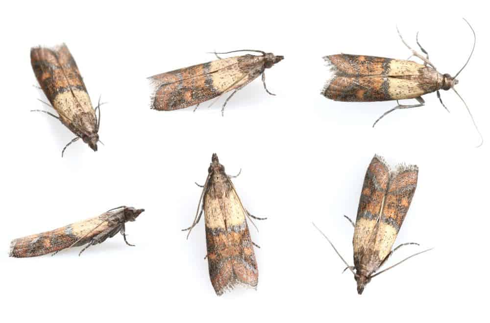 Pantry moths