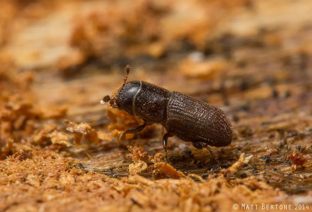 Southern Pine beetles