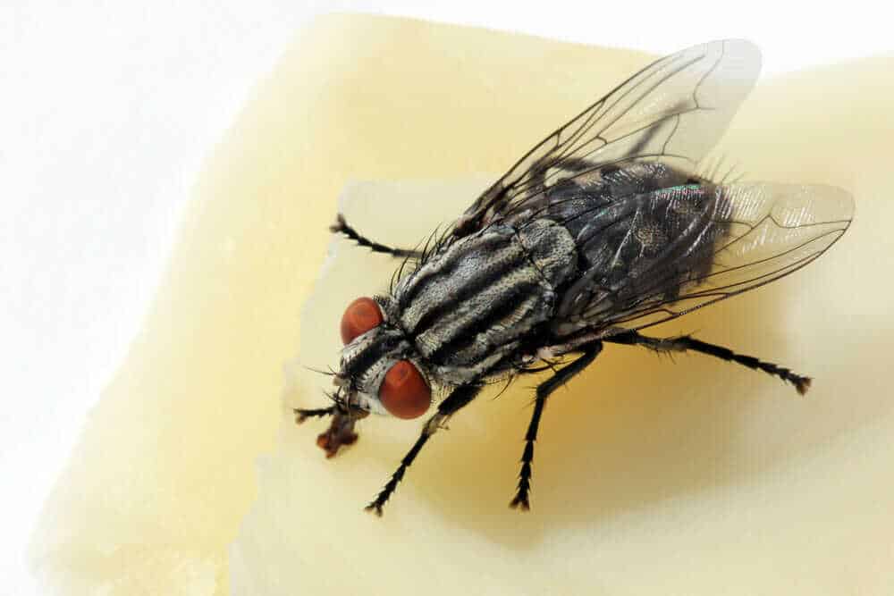 Use A Natural Fly Repellent