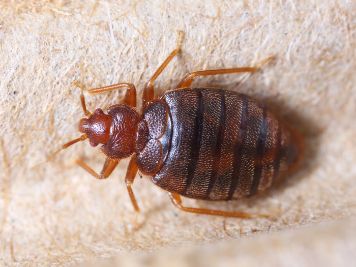 What Does a Bed Bug Look Like?