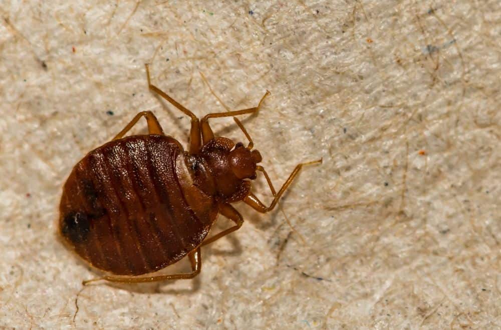 What are Tiny Red bed bugs