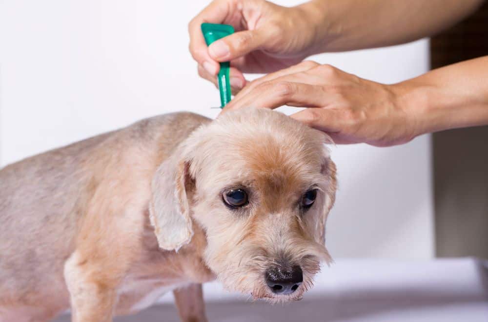 Why it’s better to use specialist anti-flea products