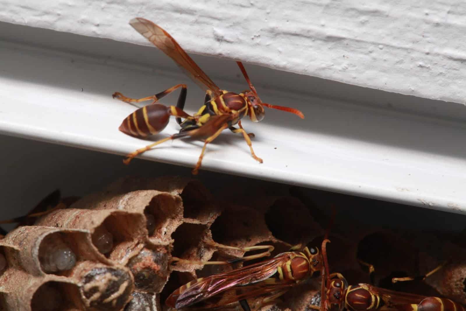 You Have A Queen Wasp