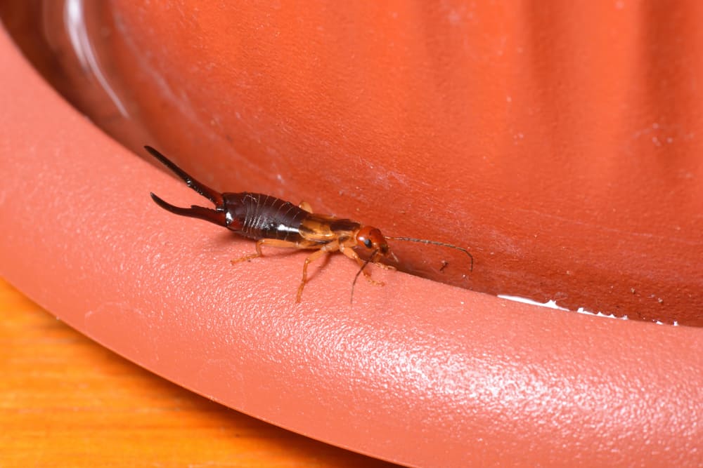 Earwigs In My House: How To Get Rid Of Them?