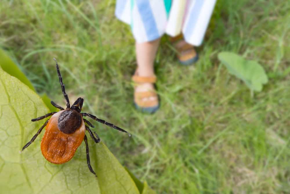 How Bad Are The Bugs In Florida? (What Bugs To Watch Out For)