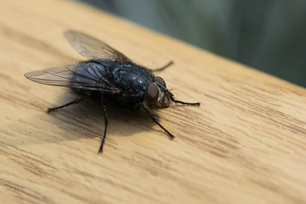 How Do Flies Get Inside A House When Windows Are Closed? (Explained)