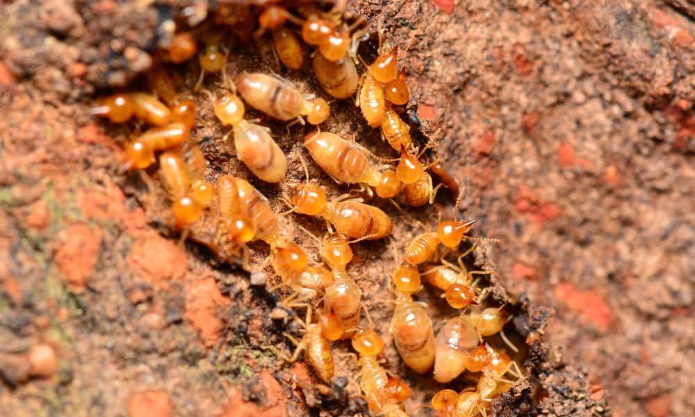 11 Signs of Termites in Walls