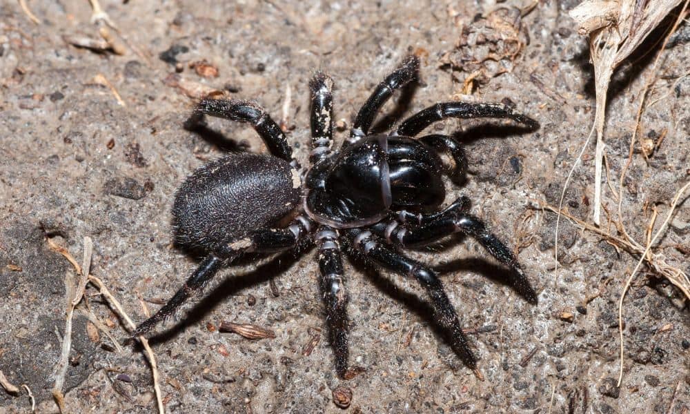 15 Common Spiders in Texas (with Pictures)
