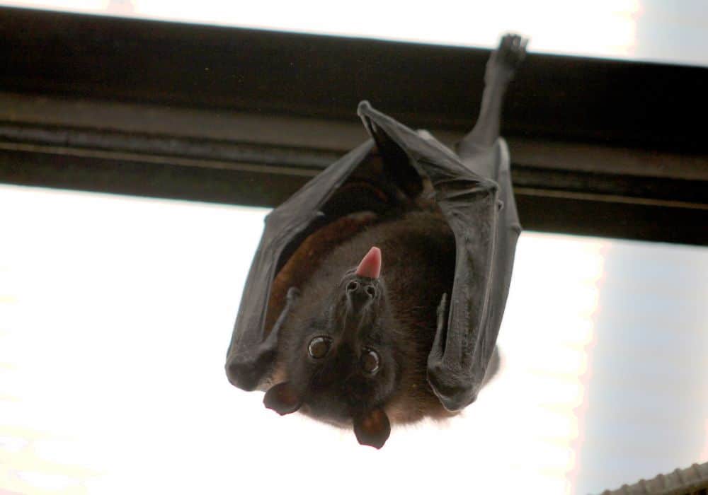 5 Ways to Keep Your House Bat-Free