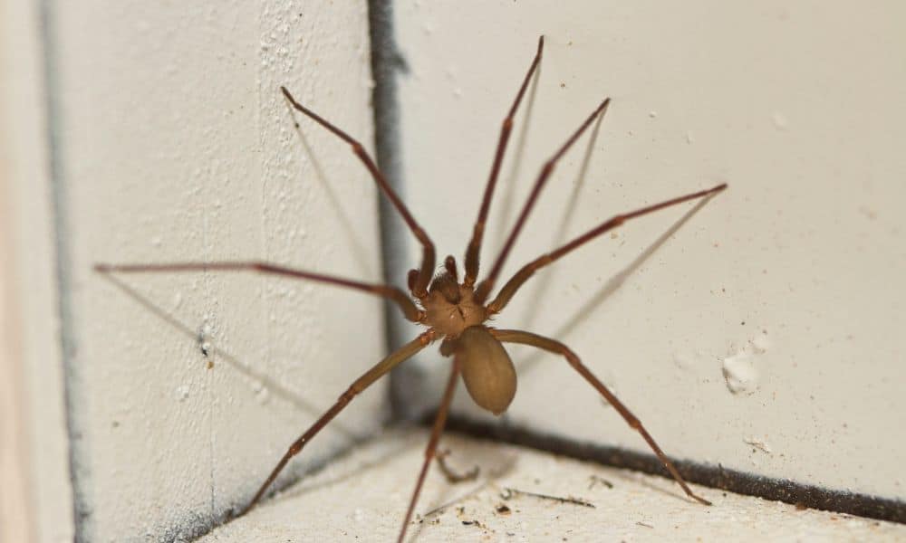 9 Signs of Brown Recluse Infestation