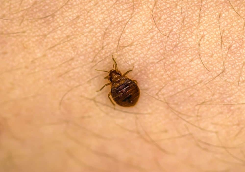 All About Bed Bugs