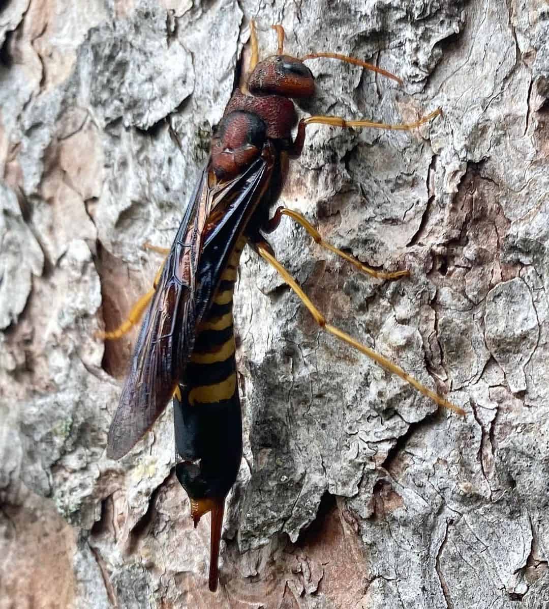 Are Horntail Wasps Harmful to Humans