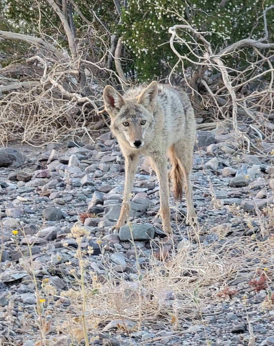 Avoid Feeding Coyotes