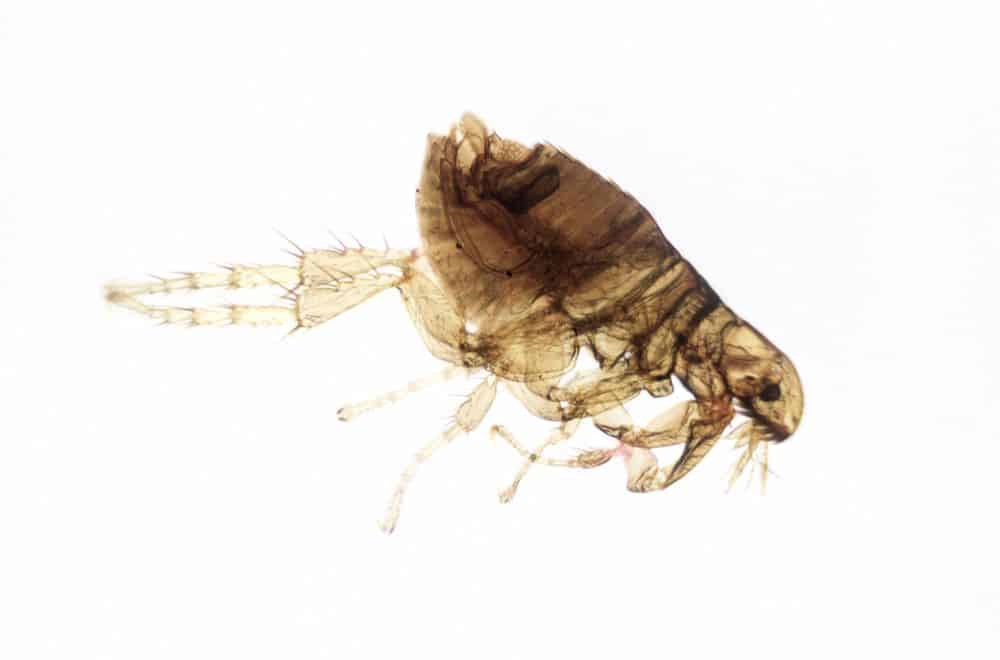 Can Fleas Live on Clothes? (Details)